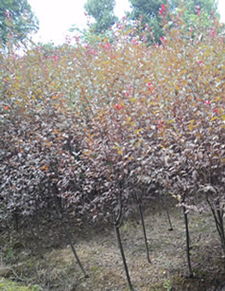 红叶李嫁接的花卉选择