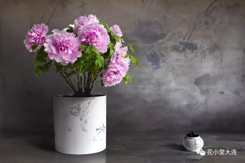 牡丹花开春意浓， 反季绽放技术巧