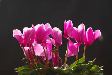 牵牛花开在什么季节？花期、习性和养护小知识有哪些