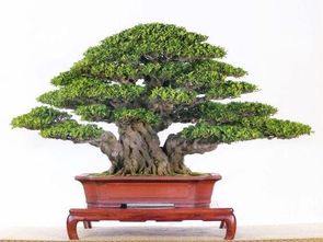 榕树盆景价格大揭秘！不同造型价格差别很大