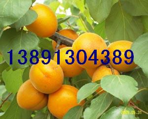 杏子种植的神秘时刻