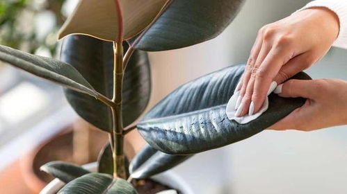 植物叶片灰尘怎么去掉？清洁后叶片更翠绿吧