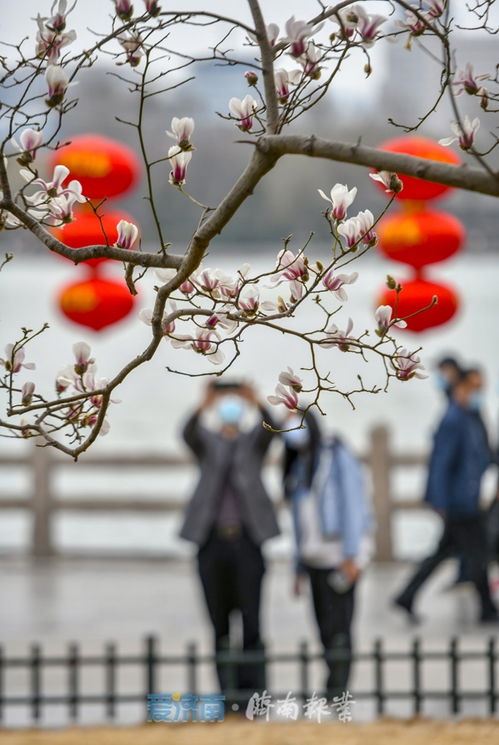 使玉兰花提前开花的科学方法