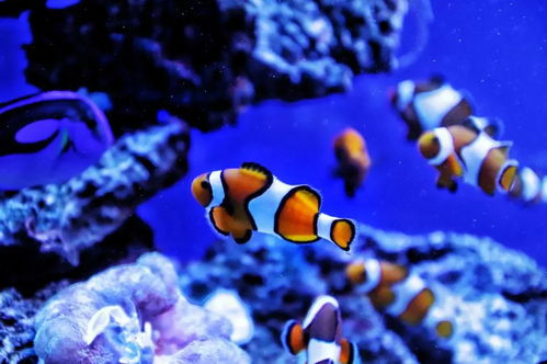 生态系统的破坏