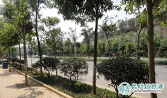 1. 华南园林绿意盎然 灌木种类丰富多样