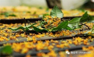 秋天有哪些花是具有代表性的，适合在秋季观赏的呢