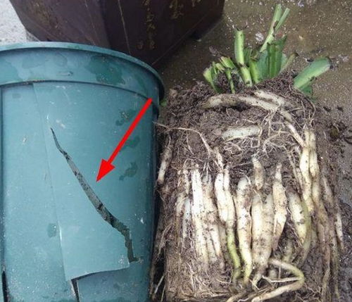 湿土如何快速变干：阳光暴晒是关键