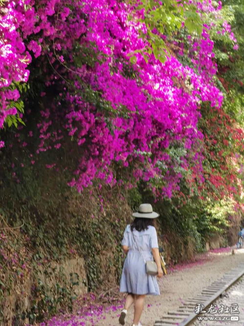 双深圳市，市花何时绽放