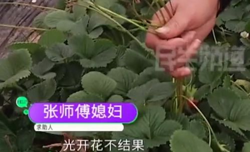 草莓开花后如何科学施肥