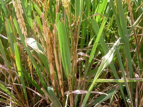 内吸性强， 效果显著