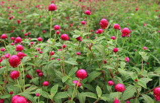 亚热带花卉种植心得分享