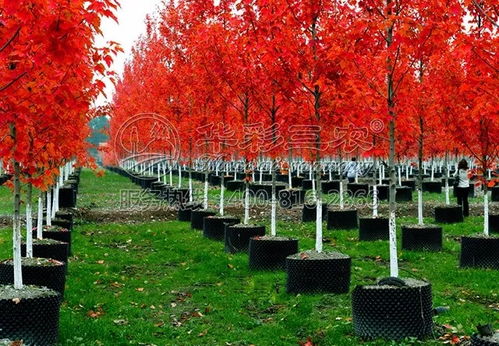 高大挺拔的美国红枫