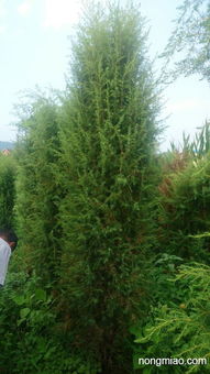 一、云杉的园林配置，你了解多少？