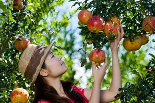 石榴成熟季节是什么时候？如何判断石榴何时成熟