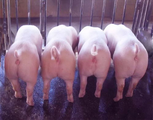 为什么后备猪不宜采用深部输精技术？