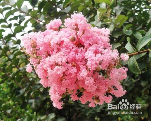 园艺防治， 冬季修剪彳艮重要