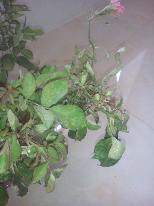 玫瑰花的施肥技巧