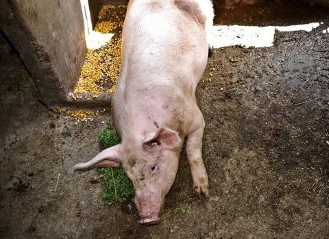 瘦肉型猪高效养殖四要素：品种选育、科学饲养、疫病防控、环境优化