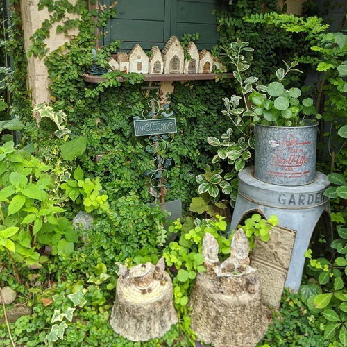 银瀑马蹄金：叶片银灰色， 花朵白色