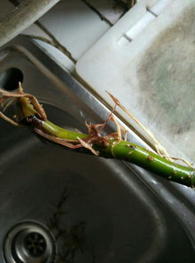 “水生植物烂根，为什么