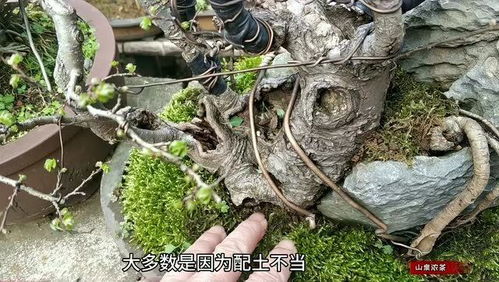 土壤配方， 实践出真知