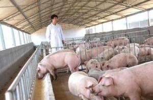 规模化生态养猪，未来如何实现可持续发展