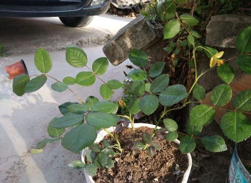 极端天气怎么办