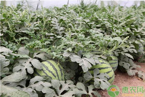 西瓜种植的最佳时间是什么时候？需要掌握哪些技术要点