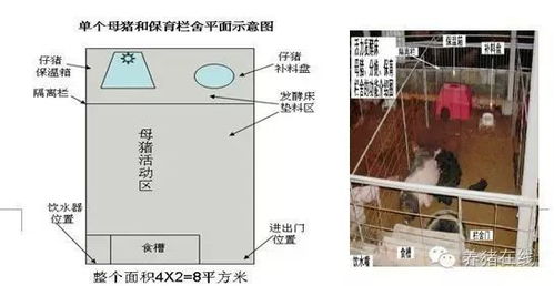 猪舍环境调控策略解析