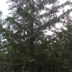 1. 小规格银杏树