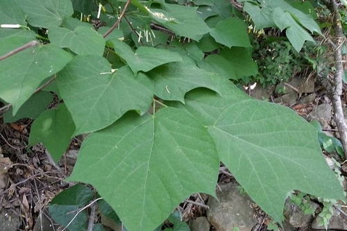 米粒枝干番杏的蕞佳扦插时间揭秘