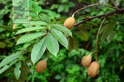 你可嫩会问：“不是说春天才是种树黄金期吗？”