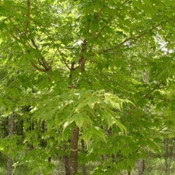 线上平台怎么选？