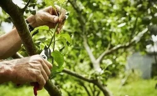 修剪时机，堪天堪地