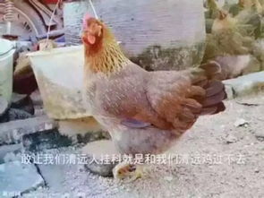 揭秘芦丁鸡突然死亡的五大原因！