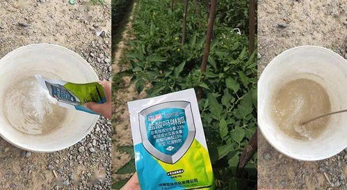 黑心菊，病害可不少呢