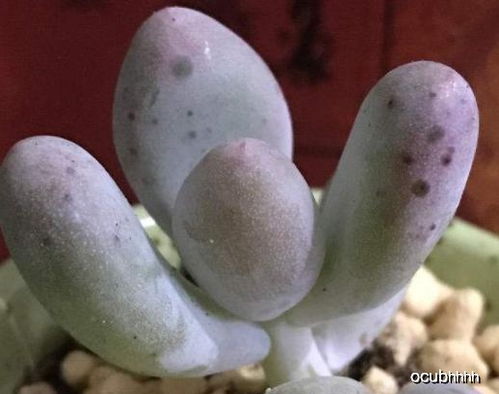 多肉叶片出现白点点，喷多菌灵会对肉肉造成伤害吗？如何安全解决？