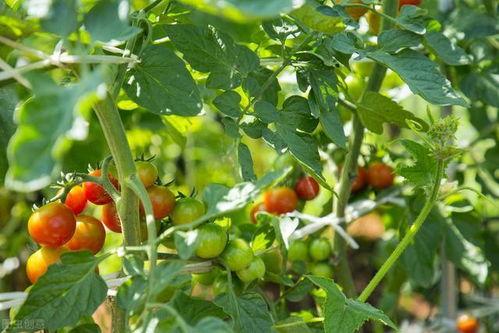 乙草胺施用后的降雨影响分析