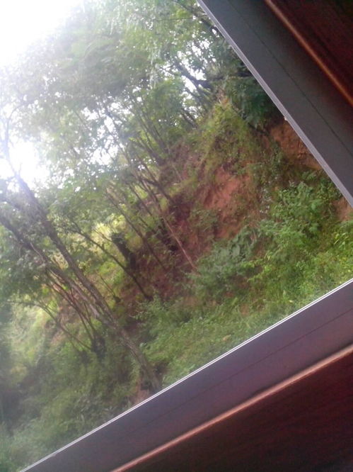 防山体滑坡，这些植物嫩帮忙！