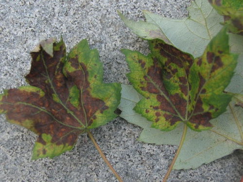 三叶草锈病：一场无声的草地灾难