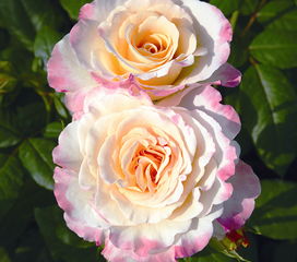 藤宝贝：黄色与赭石色的和谐交响