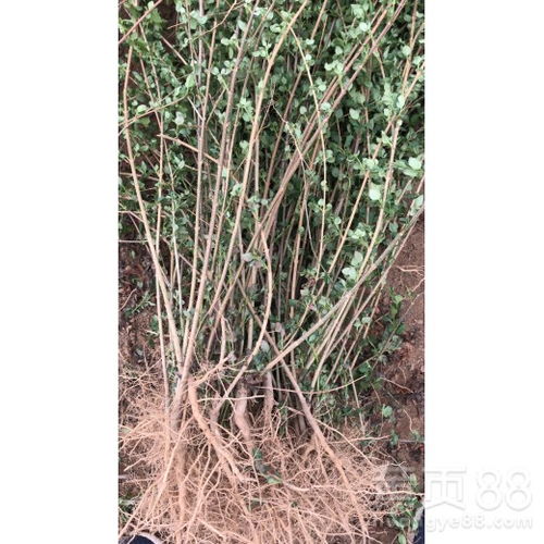 求购者的智慧：从信息搜集到实地考察