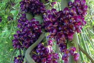 常春油麻藤的生长习性与生态环境