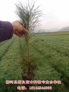 苗木病虫害防治