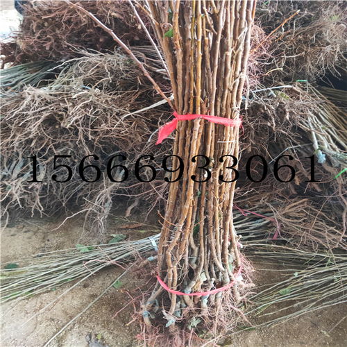 杏树苗挂果时间及品种介绍