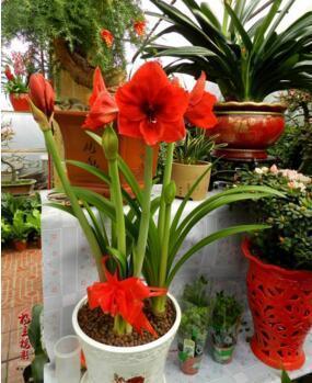 选球茎， 就像挑美女，要挑好的