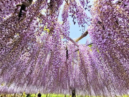 紫藤花国内蕞大面积种植地揭秘