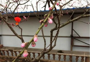 金雀花的花期是何时？最佳观赏时间是什么时候呢