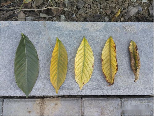 如何根据防治栀子花黄化病技巧，有效预防栀子花阴枝黄叶病的发生