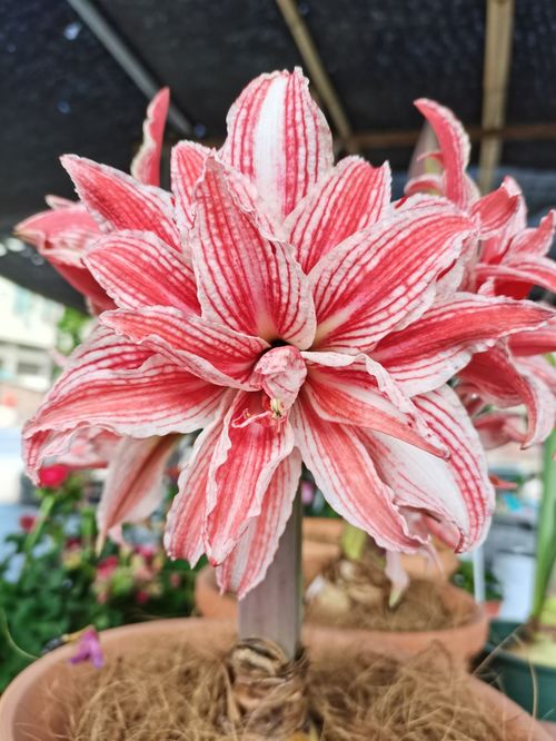 朱顶红：今年突然爆红的